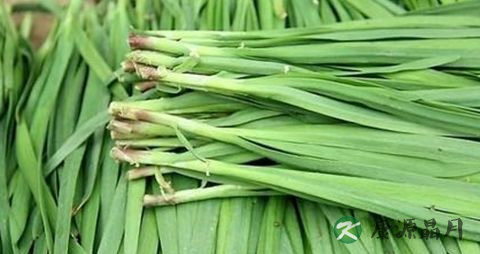 春季吃什么炖菜