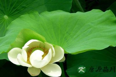 流火的七月 你该怎么过