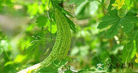夏季养生炖汤