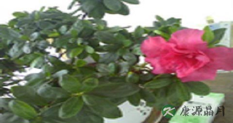 夏季喝什么茶减肥养颜