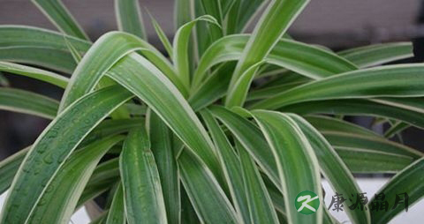 夏季适合种植什么花草