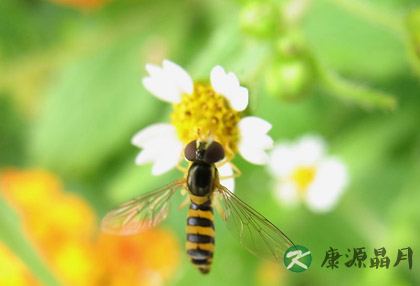 夏季要注意防蜂