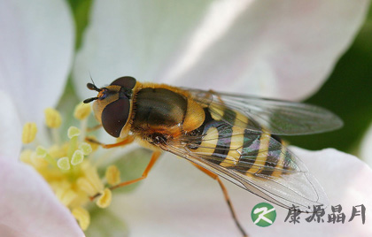 夏季要注意防蜂