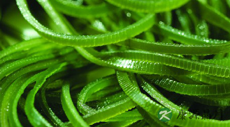 你最容易忽略的6种增寿食物 你最容易忽略的6种增寿食物