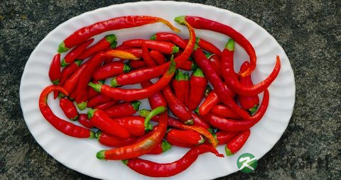 夏天吃什么食物有助于减肥