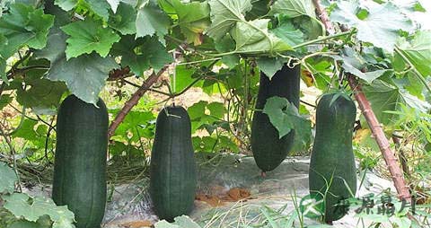 夏季吃冬瓜有什么好处