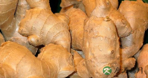 夏季感冒了吃什么好的快