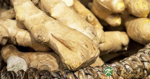 夏季吃醋泡嫩姜的好处