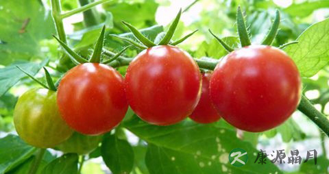 治疗夏季感冒偏方有哪些
