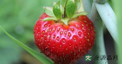 夏季感冒了吃什么好的快