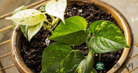 夏天适合种什么植物