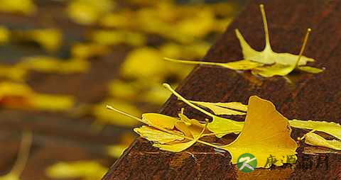 树叶为什么会在秋季落下
