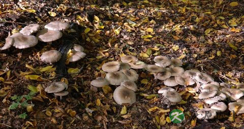 秋季一个人的食谱