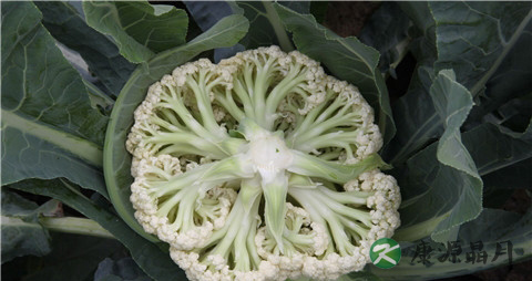 秋天吃什么果蔬