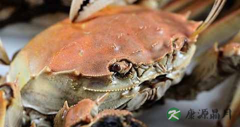 秋燥吃什么海鲜好