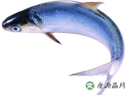 九种鱼最适宜秋季进补