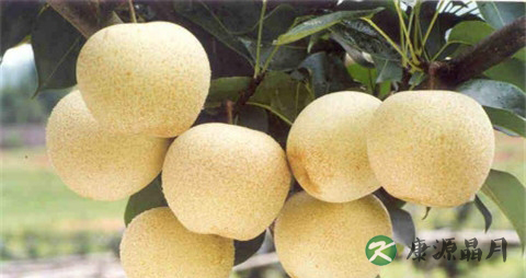 儿童秋天上火吃什么好