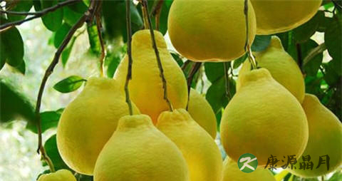 冬季吃什么败火