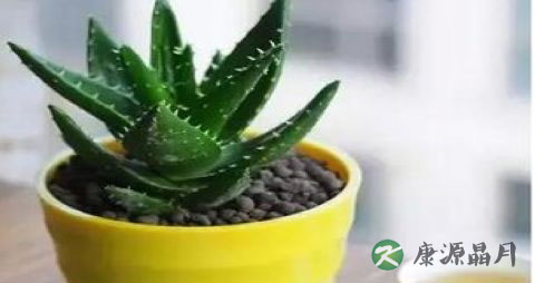 冬季室内植物选择