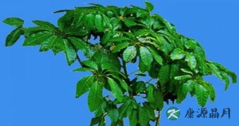 冬季室内植物选择