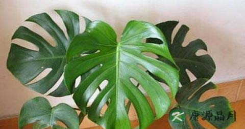 冬季室内植物选择