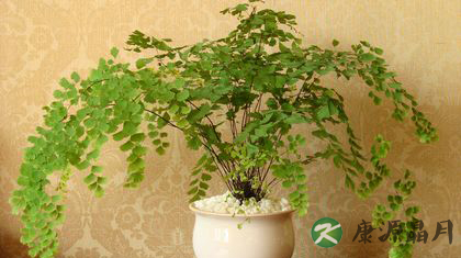 冬季养生_室内干燥养什么花