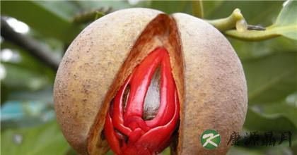 肉豆蔻的功效与作用有哪些 肉豆蔻的功效与作用有哪些