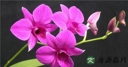 石斛的功效与吃法介绍 石斛的功效与吃法介绍