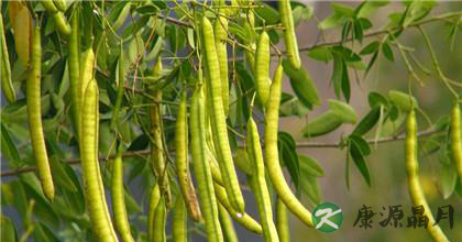 决明子的功效与副作用