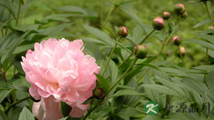 白芍性凉 具有补血养血之功效