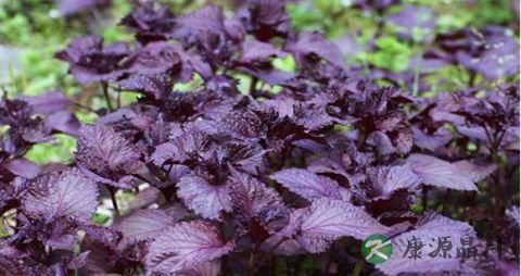 紫苏怎样种植