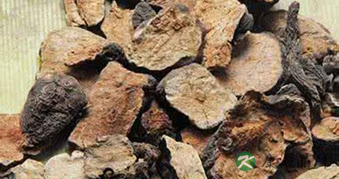 牛蒡的20个中医小偏方