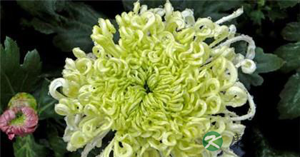 菊花的种类如何分