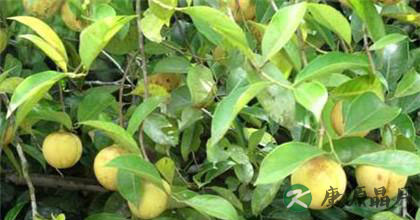 肉豆蔻的功效与作用有哪些 肉豆蔻的功效与作用有哪些