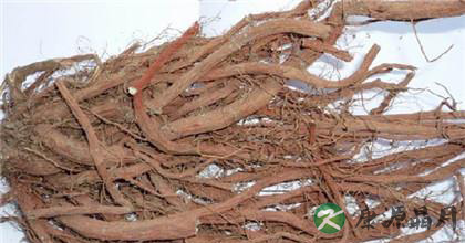 北豆根的功效与作用剖析 北豆根的功效与作用剖析