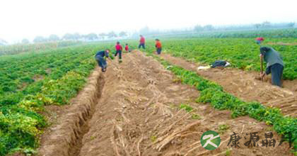 山药种植如何出高产