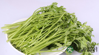 芹菜 清热解毒利尿消肿