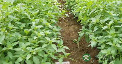 荆芥种植如何才能出高产 荆芥种植如何才能出高产