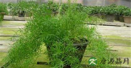 天门冬的功效与作用 天门冬的功效与作用