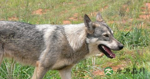 狂犬病能治好吗