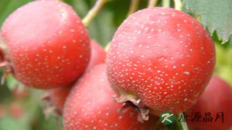 新鲜出炉：全球防癌最有效的食物公布