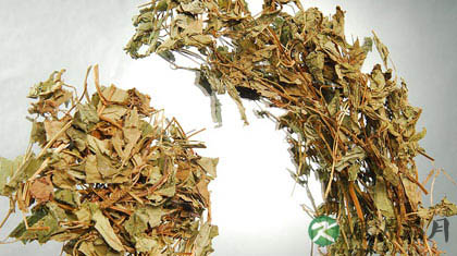 鱼腥草的功效
