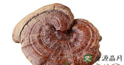 灵芝的功效和作用