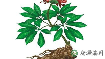三七粉：媲美人参的补血圣品