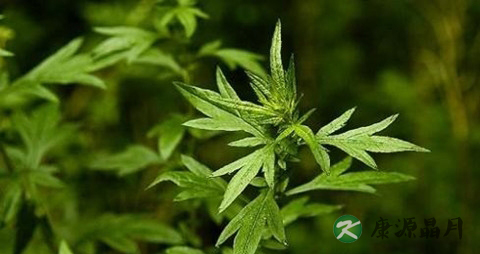 吃草头会拉肚子吗