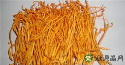 冬虫夏草的功效与食用方法