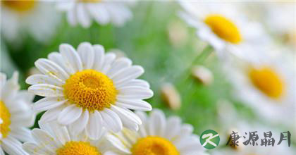 菊花的种类如何分