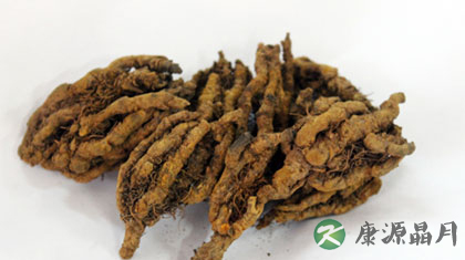 黄连的副作用