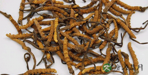 冬虫夏草知识详细介绍