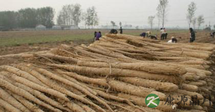 山药种植如何出高产